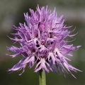 Vstavač italský (Orchis italica)