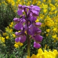 Vstavač kukačka (Orchis morio)