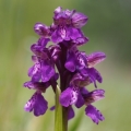 Vstavač kukačka pravý (Anacamptis morio)