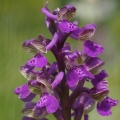 Vstavač kukačka pravý (Anacamptis morio)