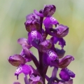 Vstavač kukačka pravý (Anacamptis morio)