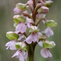 Vstavač kukačka pravý (Anacamptis morio)