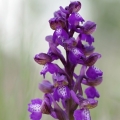 Vstavač kukačka pravý (Anacamptis morio)