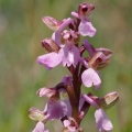 Vstavač kukačka pravý (Anacamptis morio)