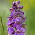 Vstavač kukačka pravý (Anacamptis morio)