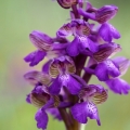 Vstavač kukačka pravý (Anacamptis morio)