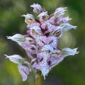 Vstavač mléčný (Orchis lactea)