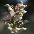 Vstavač mléčný (Orchis lactea)