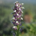 Vstavač mléčný (Orchis lactea)