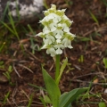 Vstavač mléčný (Orchis lactea)