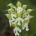 Vstavač mléčný (Orchis lactea)