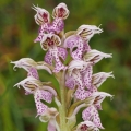 Vstavač mléčný (Orchis lactea)