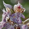 Vstavač mléčný (Orchis lactea)