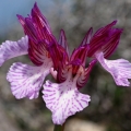 Vstavač motýlovitý prostřední (Orchis...