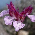 Vstavač motýlovitý prostřední (Orchis...