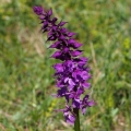 Vstavač mužský znamenaný (Orchis mascula...