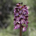 Vstavač nachový (Orchis purpurea)