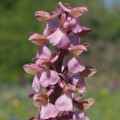 Vstavač obecný (Orchis morio)