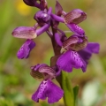 Vstavač obecný (Orchis morio)