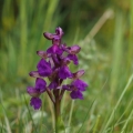 Vstavač obecný (Orchis morio)