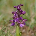 Vstavač obecný (Orchis morio)