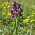 Vstavač obecný (Orchis morio)