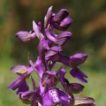 Vstavač obecný (Orchis morio)