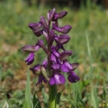 Vstavač obecný (Orchis morio)