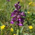 Vstavač obecný (Orchis morio)