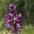 Vstavač obecný (Orchis morio)