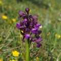 Vstavač obecný (Orchis morio)