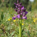 Vstavač obecný (Orchis morio)