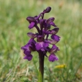 Vstavač obecný (Orchis morio)