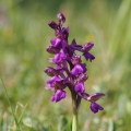Vstavač obecný (Orchis morio)