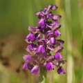 Vstavač obecný (Orchis morio)
