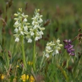 Vstavač obecný (Orchis morio)