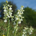 Vstavač obecný (Orchis morio)