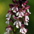 vstavač osmahlý letní (Orchis ustulata...