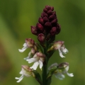 vstavač osmahlý letní (Orchis ustulata...