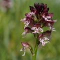 Vstavač osmahlý (Orchis ustulata)