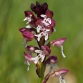 Vstavač osmahlý (Orchis ustulata)