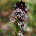 Vstavač osmahlý (Orchis ustulata)