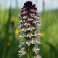 Vstavač osmahlý (Orchis ustulata)