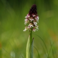 Vstavač osmahlý (Orchis ustulata)