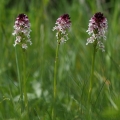 Vstavač osmahlý (Orchis ustulata)