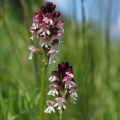 Vstavač osmahlý (Orchis ustulata)