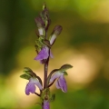 Vstavač Spitzelův (Orchis spitzelii)