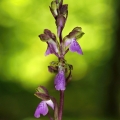 Vstavač Spitzelův (Orchis spitzelii)