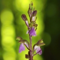 Vstavač Spitzelův (Orchis spitzelii)