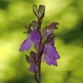 Vstavač Spitzelův (Orchis spitzelii)